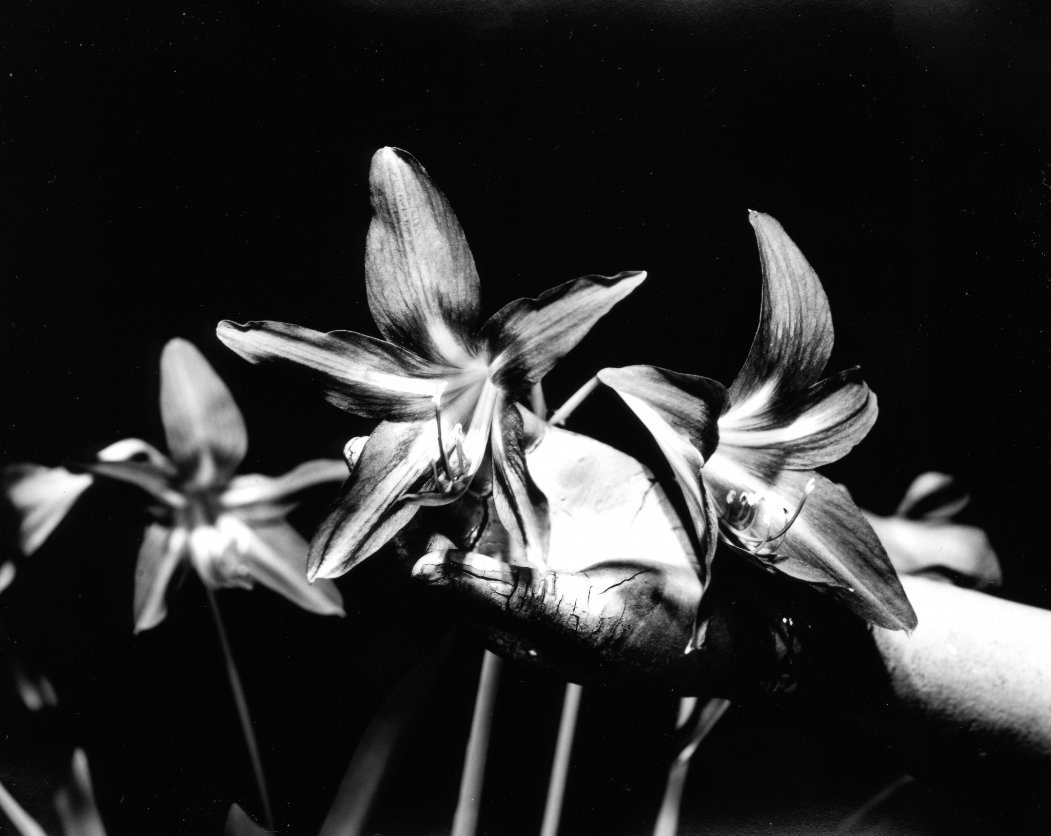 DPP Flowers004-1