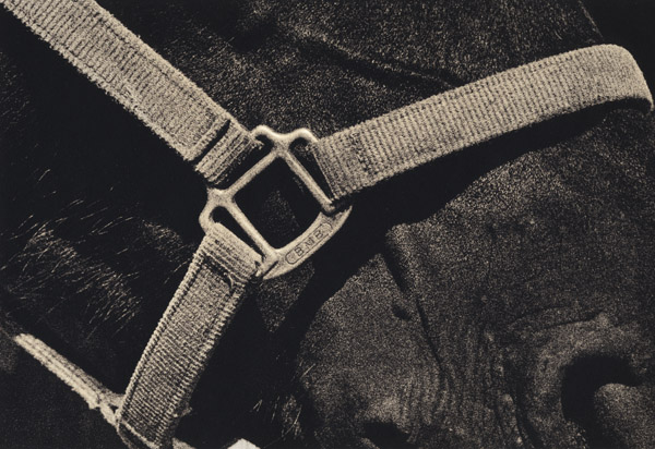 Draft horse with Halter