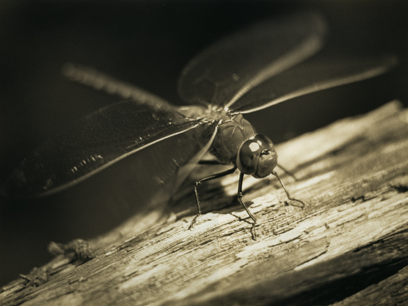 Dragonfly
