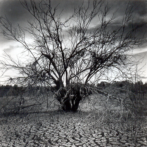 drained_lake_tree