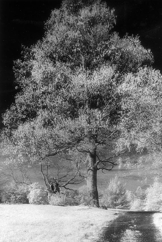 Dreamscape 1