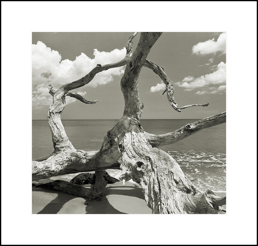 Drftwood Beach