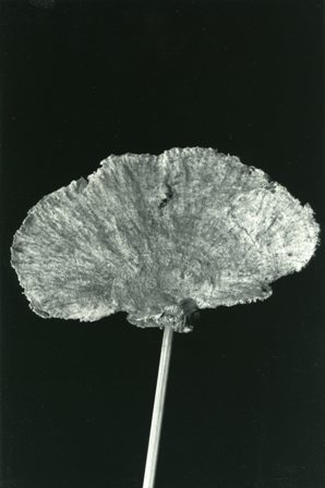 Dried Fan