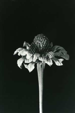 Dried Flower