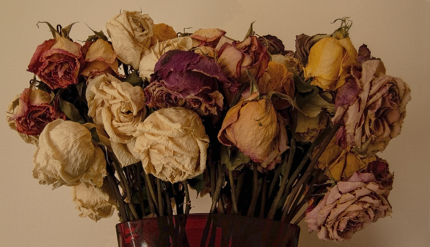 dried roses/old P&S - 11 20 2024  JP.jpg