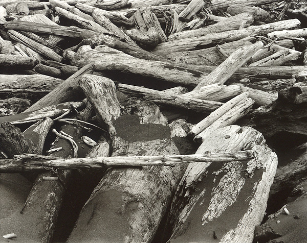 Driftwood #1