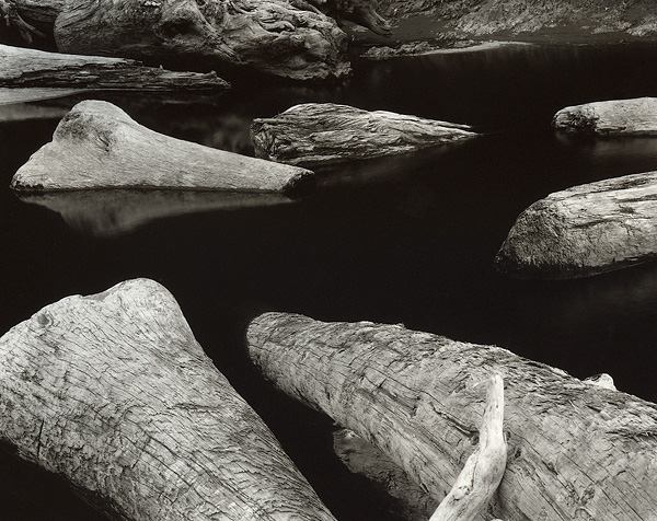 Driftwood #2