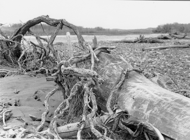 Driftwood at the river