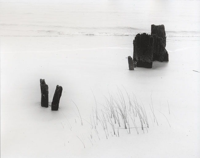 Driftwood still life