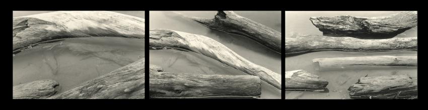Driftwood Tryptich, Eagle Creek