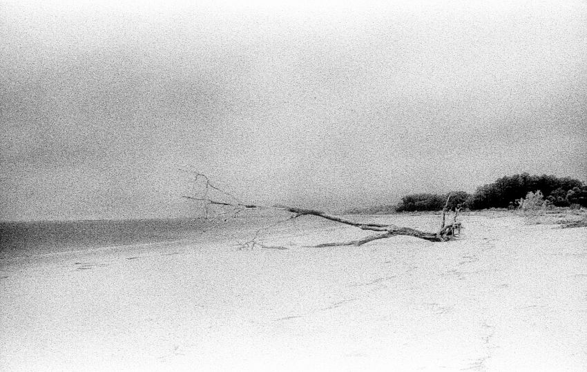 Driftwood