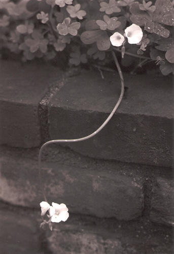 Driveway Flower