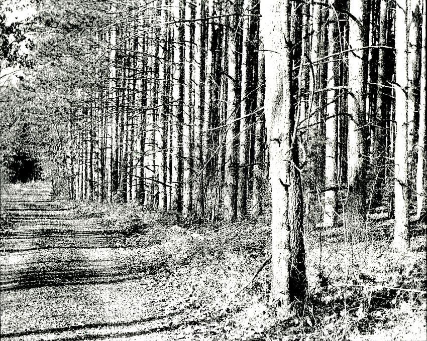 Driveway Trees