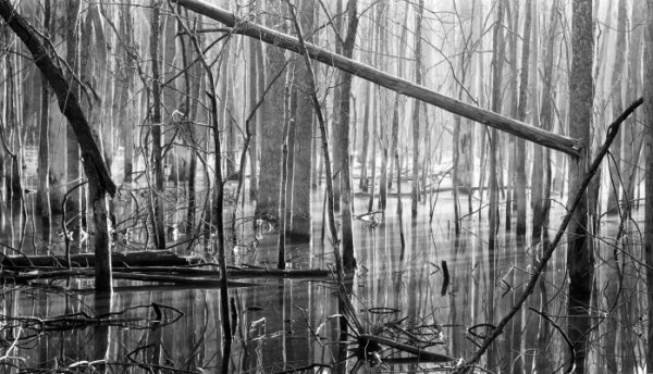 Drowned Forest