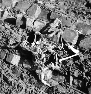 dry death