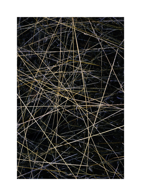 Dry grass stalks