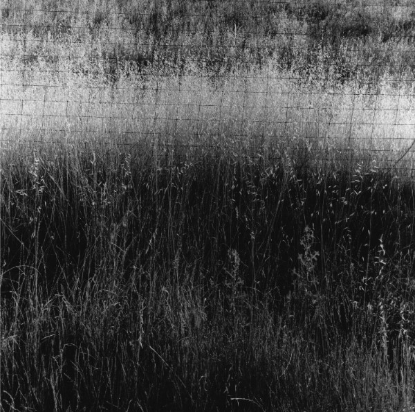 dry grasses