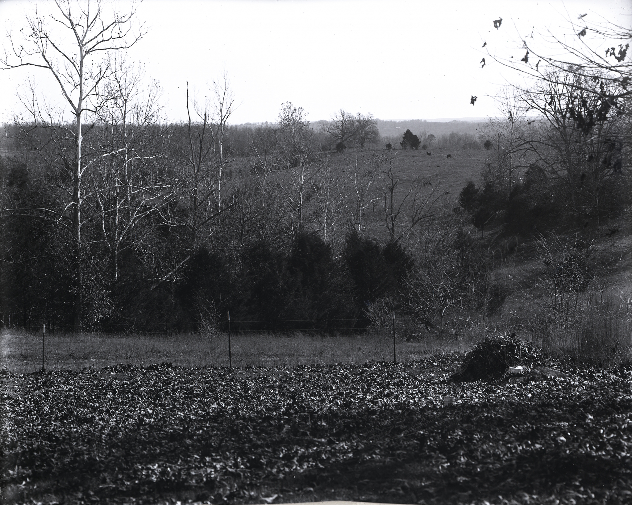 Dry Plate - Backyard