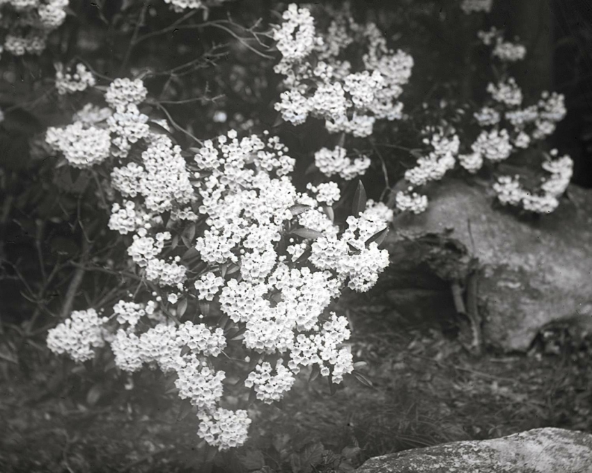 Dry Plate: Mountain Laurel