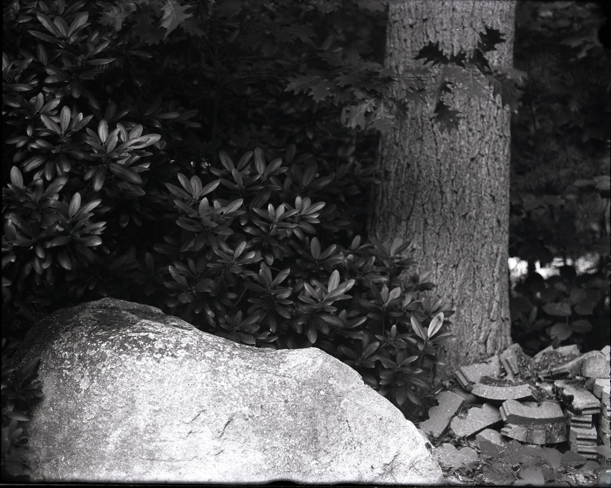 Dry Plate - Plants, Rocks, and Bricks