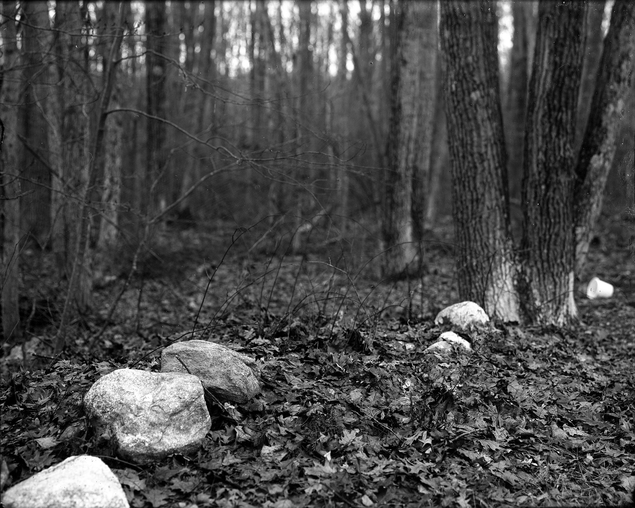 Dry Plate - Rocks And Leaves