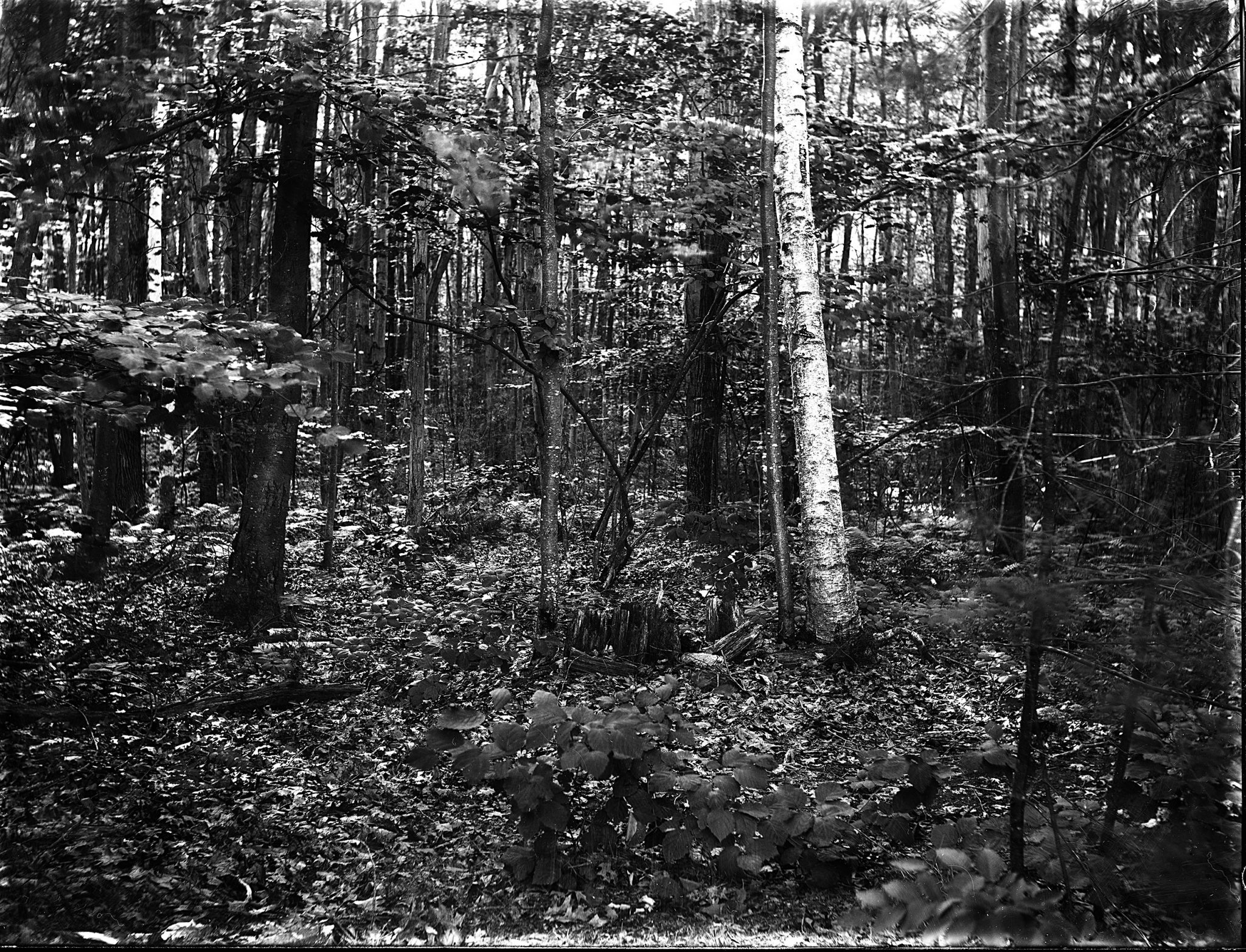 Dry Plate - The Forest