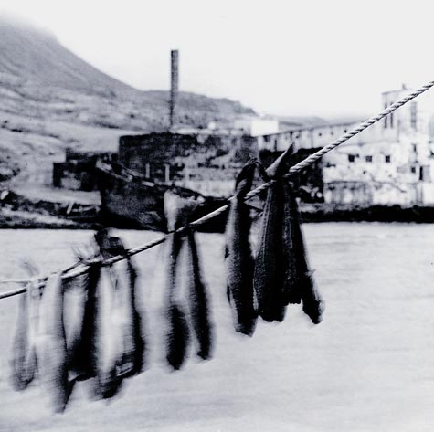 Drying Fish; Djupavik, Iceland