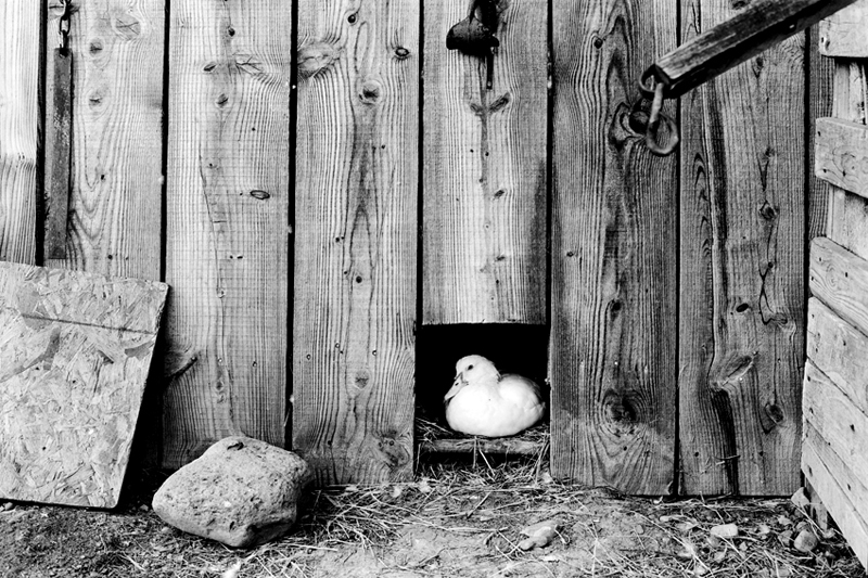Duck