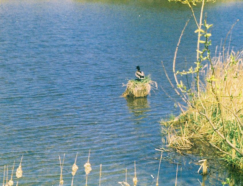 Duck