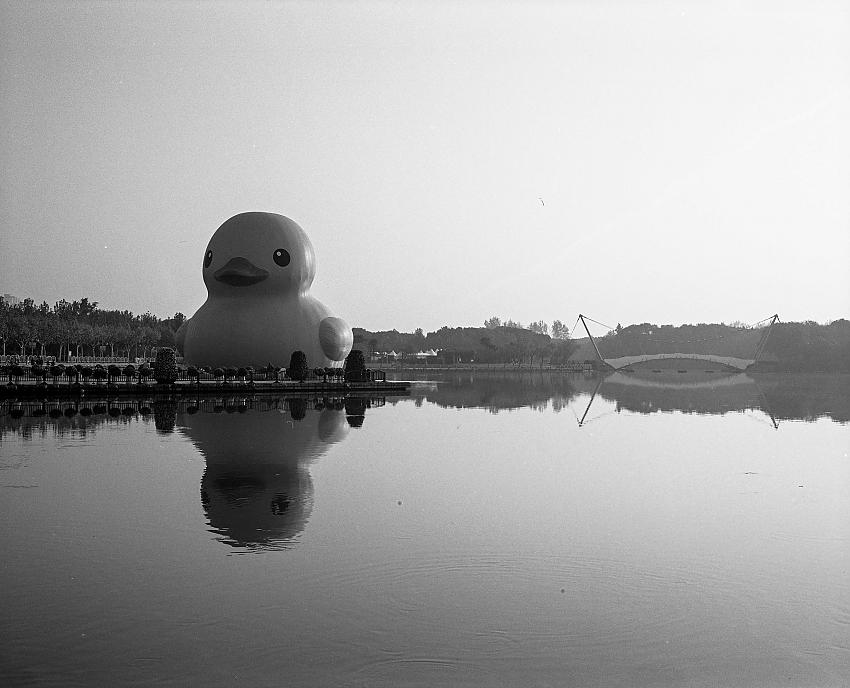 Duck
