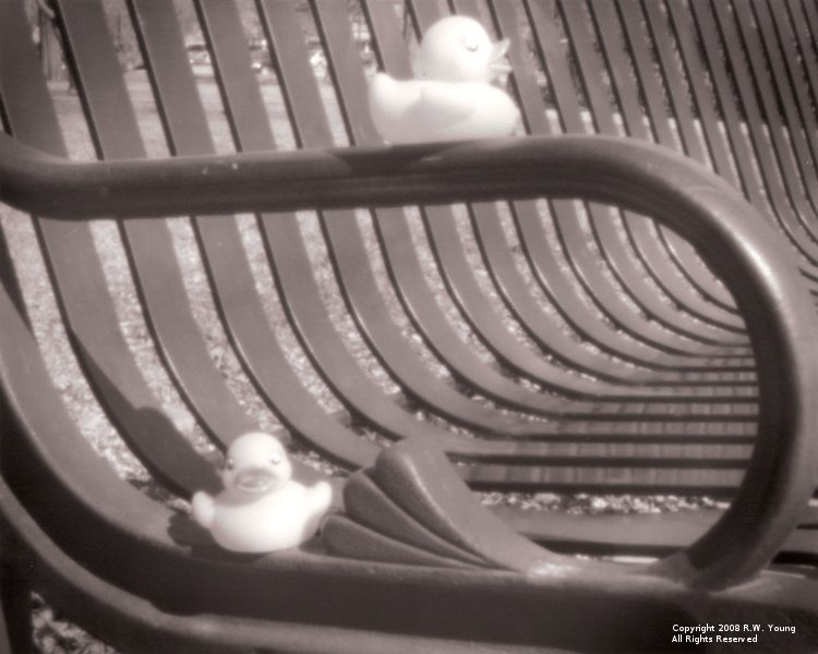 Duckies at the Park
