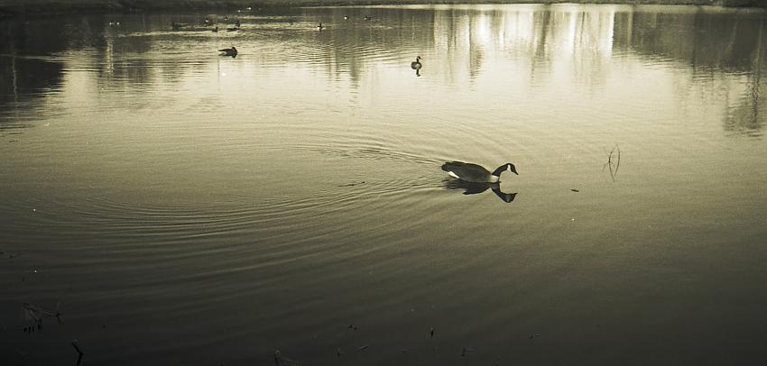 Ducks at Mt Kisko Park