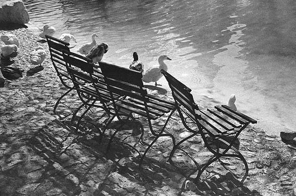 Ducks & Chairs