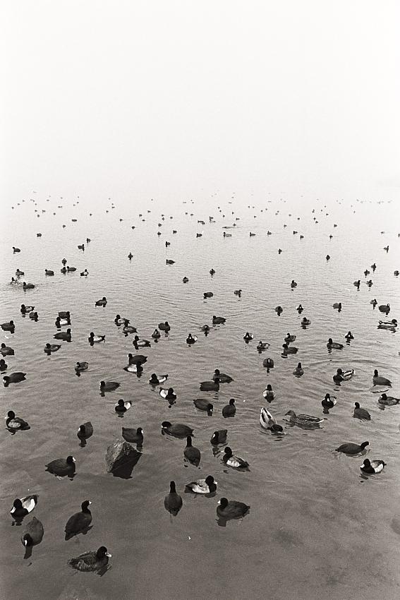 Ducks in Mist
