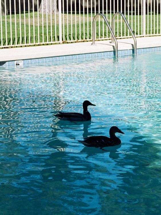 Ducks in Silhouette (and the pool!)