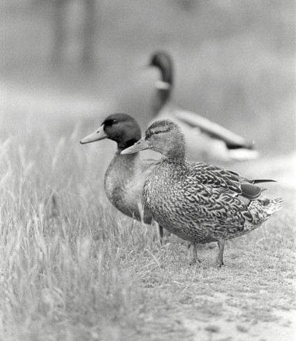 Ducks