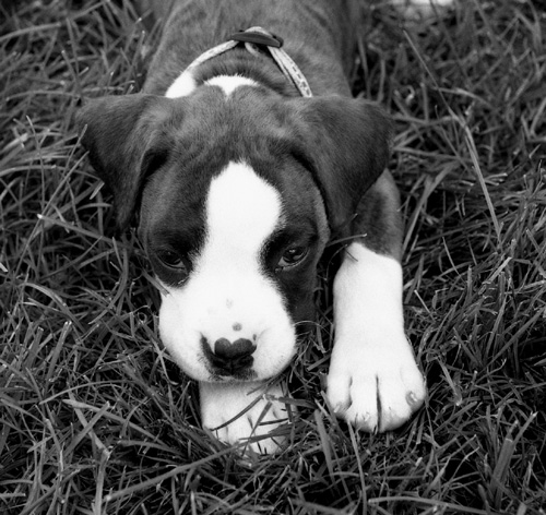 DUKE