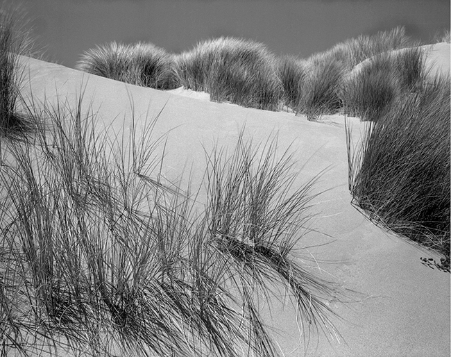 Dune Grass