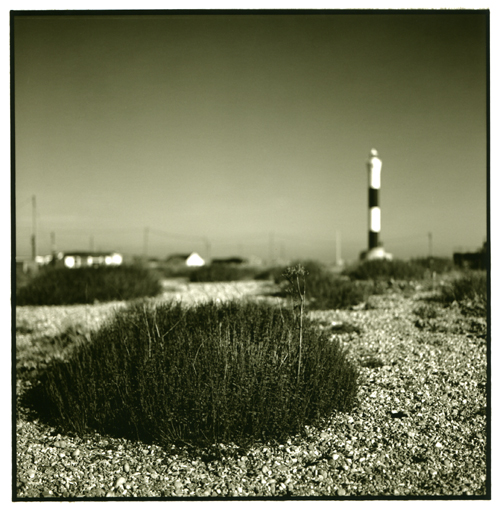 Dungeness