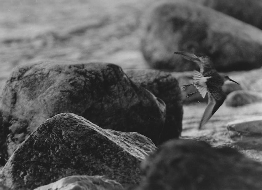 Dunlin flying