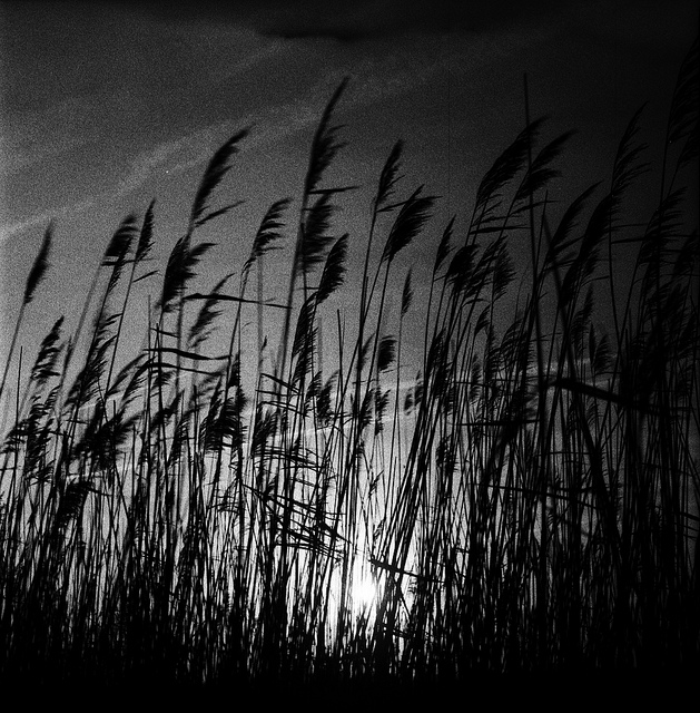Dusk through the Reeds
