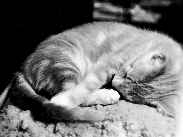 Dusty II, Emperor