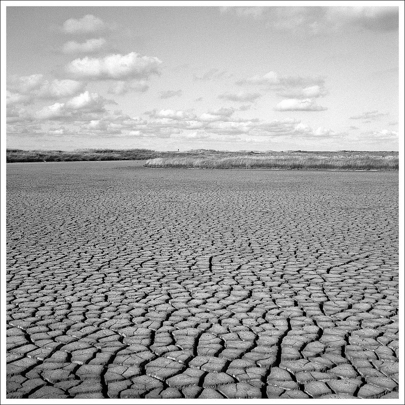Dutch Landscape - I