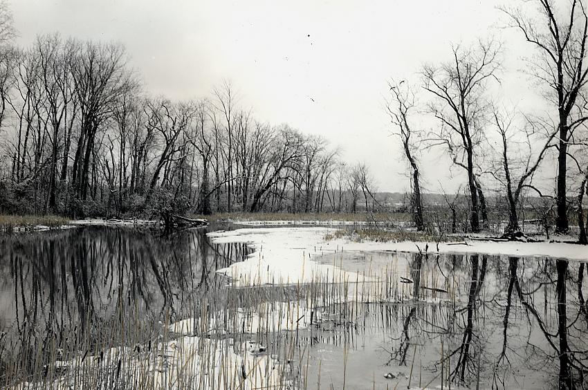 Dyke Marsh