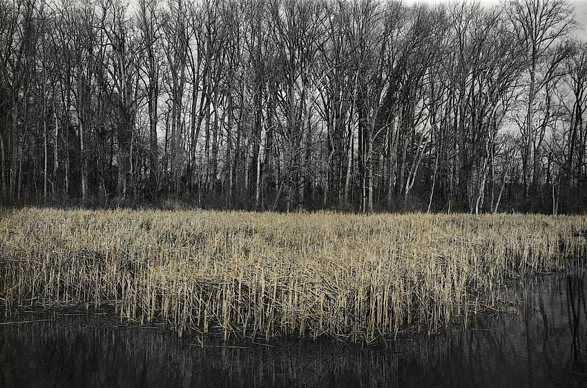 Dyke Marsh
