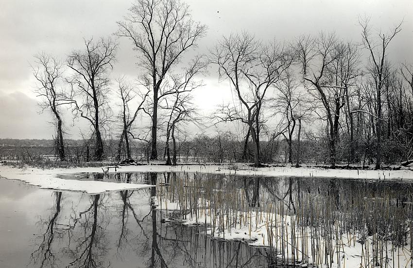 Dyke Marsh