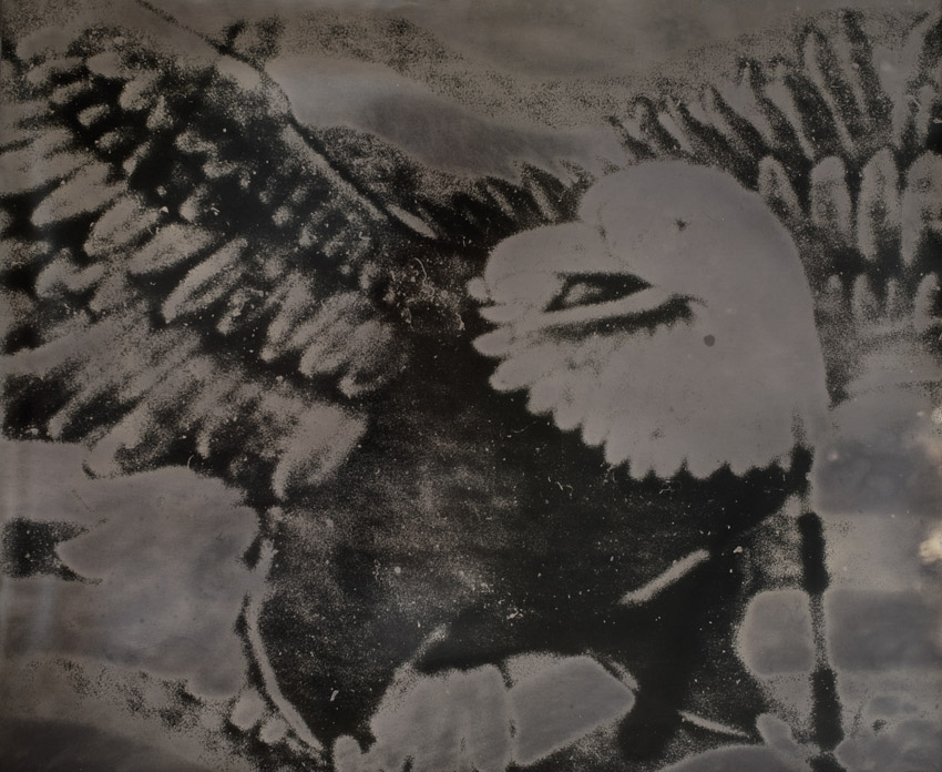 Eagle 6