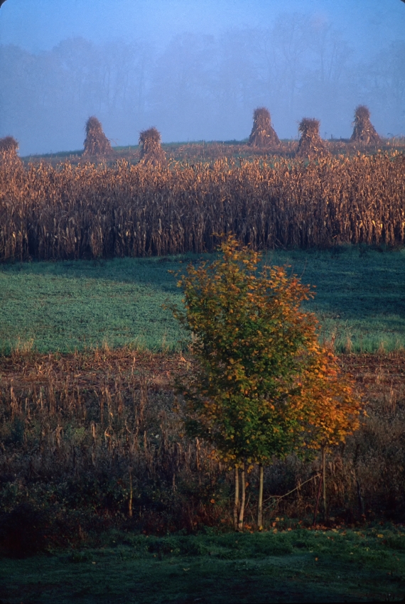 Early Morning Amish Field
