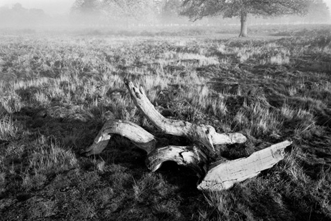 Early morning, Bushy Park