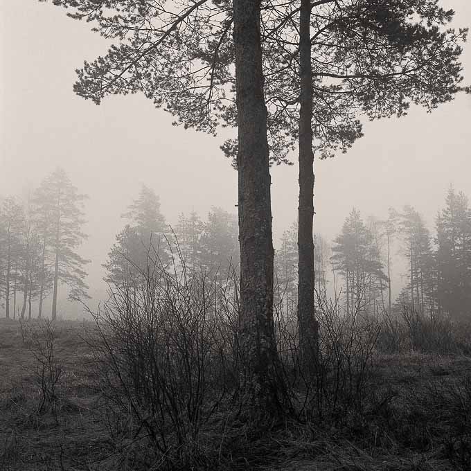 "early Morning Mist"